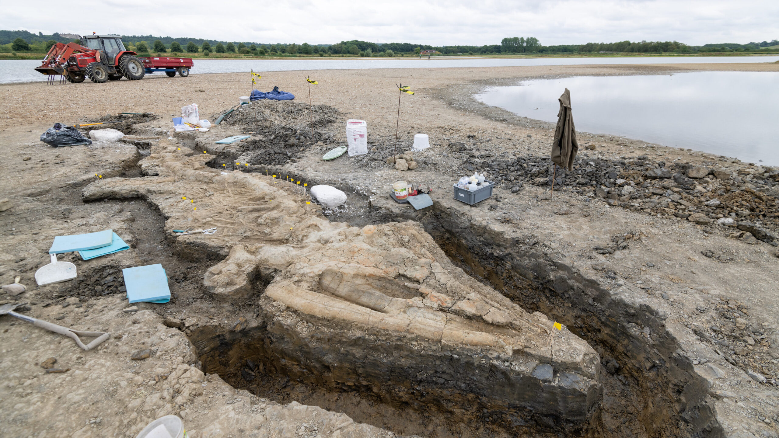 A Naturalist Stumbled on an Ichthyosaur Skeleton, the Largest in U.K. History