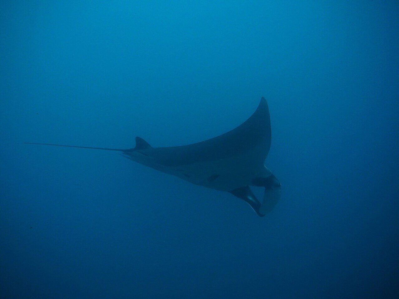 Manta rays establish shadowy presence in South Florida, as global population threatened Manta rays establish shadowy presence in South Florida, as global population threatened
